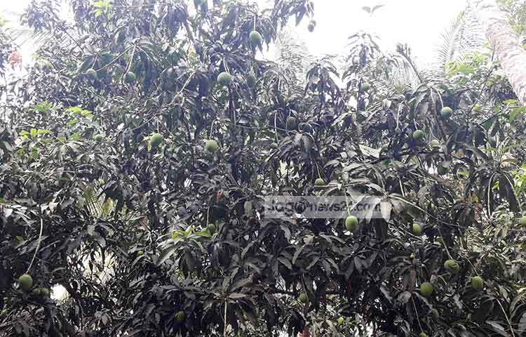 আশপাশের এলাকাঘুরে দেখা যায়, আম চাষিরা ব্যস্ত বাগান পরিচর্যায়। তারা আশা করছেন, অন্য বছরের তুলনায় এবার আরও ভালো ফলন পাবেন। ছবি : আকরামুল ইসলাম