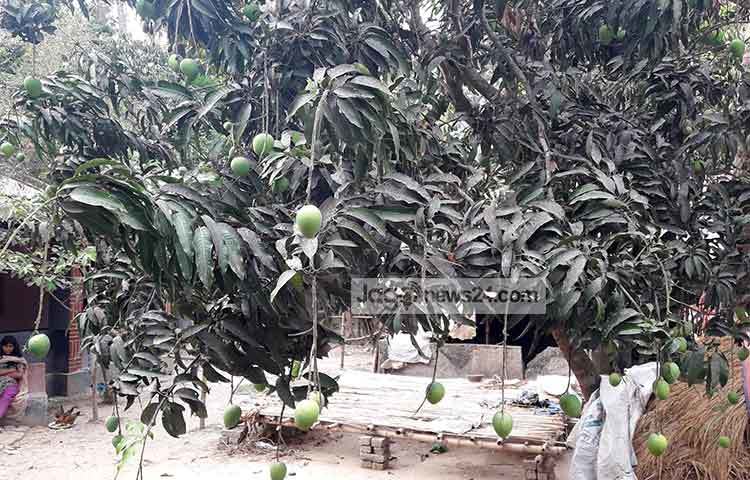 আম ব্যবসায়ী ইদ্রিস আলী মোড়ল জাগো নিউজকে বলেন, গত বছর আম খুব কম হয়েছিল। যার কারণে লাভ দূরের কথা খরচের টাকাটা পর্যন্ত উঠেনি। ছবি : আকরামুল ইসলাম