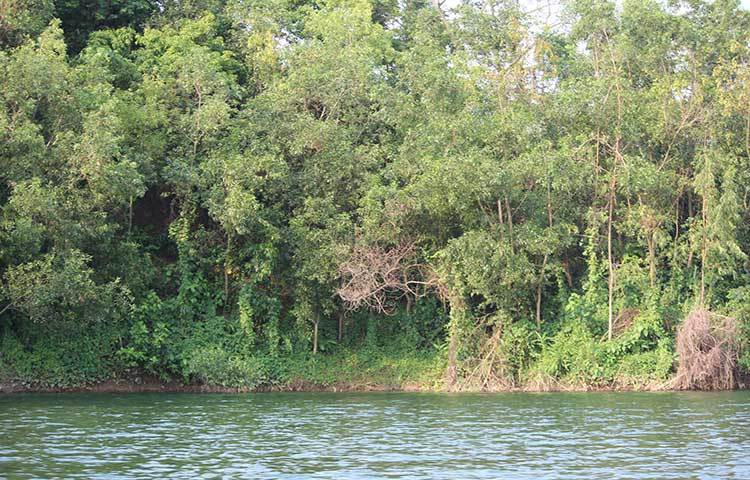 লেকের পাশে পাহাড়ি বন। সবুজের মায়াবী হাতছানিতে প্রকৃতিপ্রেমীদের বুঝি ডাকছে অহর্নিশ। ছবি : সৈয়দ মিজান