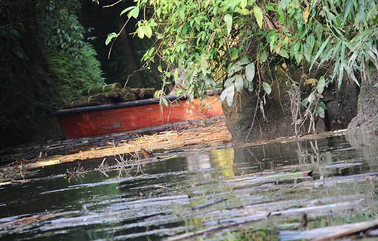 মহামায়া ইকো পার্কের বাঁশ নৌকার সাহায্যে সংগ্রহ করা হচ্ছে। ছবি : সৈয়দ মিজান