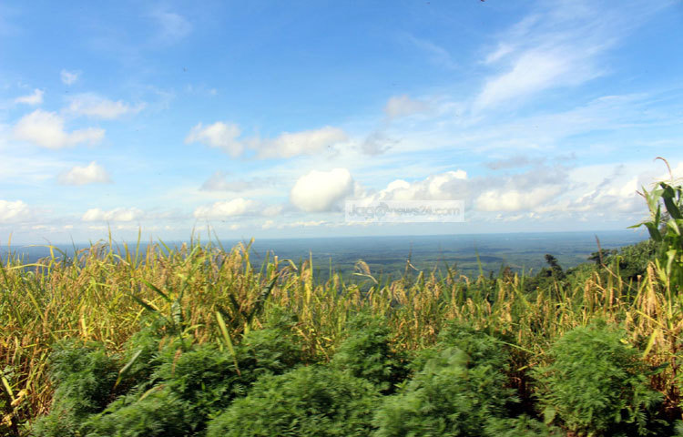 নীলগিরিতে পাহাড়ের গায়ে জুম চাষ পদ্ধতিতে ধান চাষ করছে পাহাড়ি মানুষ। ছবি : বিপ্লব দিক্ষিৎ