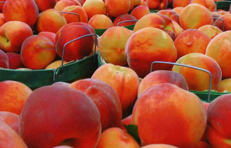 ক্যানসার : প্রচুর পরিমাণ অ্যান্টিঅক্সিড্যান্ট থাকার কারণে অনেক ক্রনিক সমস্যা ও ক্যানসারের প্রকোপ দূরে রাখতে পারে পিচ।