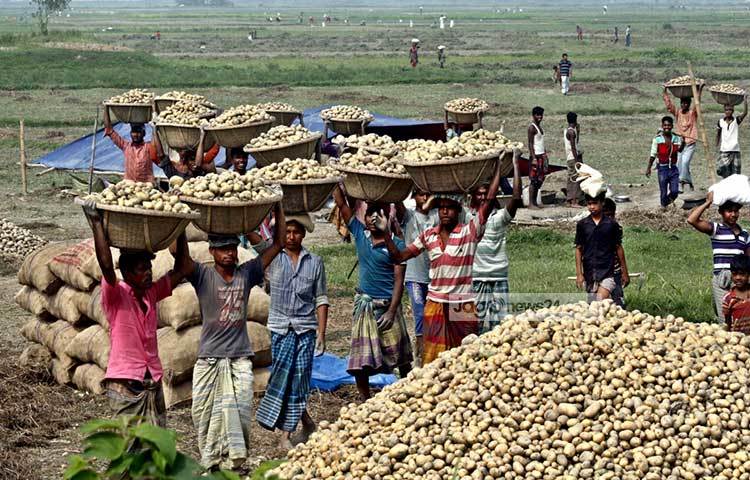 চাষীরা জানিয়েছে জমিতে আলুর ফলন ভালো হয়েছে। আলু উত্তোলন শুরু হওয়ায় বাড়ির নারীরাও ব্যস্ত সময় পার করছেন। ছবি : বিপ্লব দিক্ষিৎ