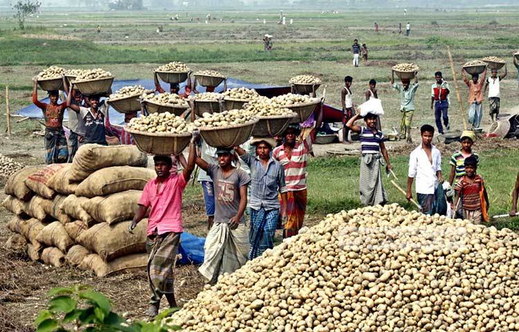 দেশের বিভিন্ন জেলা থেকে আসা হাজার হাজার শ্রমিকও কৃষকের সঙ্গে চুক্তি করে আলু তুলতে বিভিন্ন গ্রাম ও হাট-বাজারে জড়ো হচ্ছেন। ছবি : বিপ্লব দিক্ষিৎ