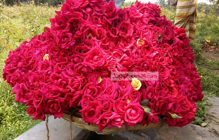 রাজধানীর অদূরে সাভারের বিরুলিয়া ইউনিয়নের সাদুল্লাপুরের &lsquo;গোলাপ গ্রাম&rsquo; এখন সবার কাছে পরিচিতি লাভ করেছে। ছবি : আব্দুর রাজ্জাক সরকার