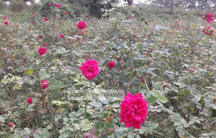 এখানে এলে গোলাপ রাজ্যে আপনি হারিয়ে যাবেন। মনে হবে গোলাপ আপনাকে স্বাগত জানাচ্ছে। ছবি : আব্দুর রাজ্জাক সরকার