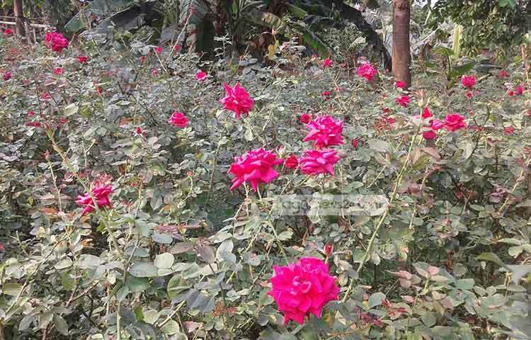 গ্রামের বুক চিরে চলে গেছে আঁকাবাঁকা সরু পথ। দু&rsquo;পাশে বিস্তীর্ণ গোলাপের বাগান। যতদূর চোখ যায়, শুধু সারি সারি লাল গোলাপ। ছবি : আব্দুর রাজ্জাক সরকার