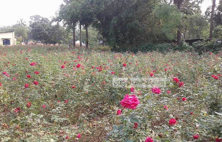 ফুটে থাকা গোলাপের সুগন্ধ আর চোখ জুড়ানো দৃশ্য নিয়ে সেজে আছে পুরো গ্রাম। গোলাপের রাজ্য এই গ্রামের নাম সাদুল্লাপুর। ছবি : আব্দুর রাজ্জাক সরকার