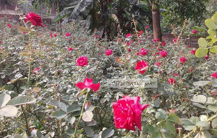 অনেকের কাছে এটি &lsquo;গোলাপ গ্রাম&rsquo; নামে পরিচিত। লাল টকটকে গোলাপ মাথা নাড়িয়ে দর্শনার্থীদের স্বাগত জানায় এ গ্রামে। ছবি : আব্দুর রাজ্জাক সরকার