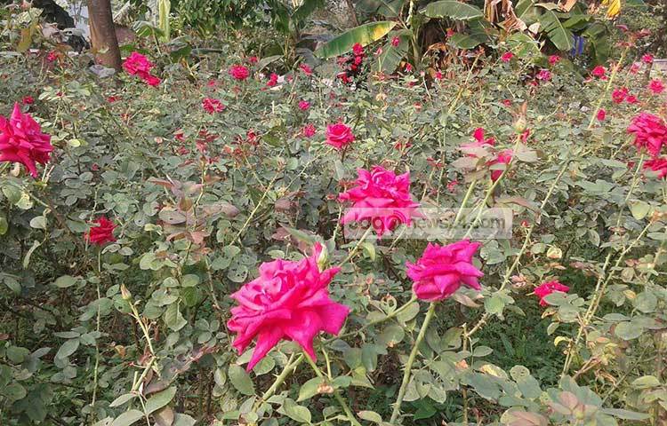 তুরাগ নদীর তীরে সাভারের বিরুলিয়া ইউনিয়নে এই &lsquo;গোলাপ গ্রাম&rsquo; সাদুল্লাহপুরের অবস্থান। ছবি : আব্দুর রাজ্জাক সরকার