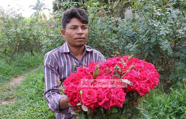 স্থানীয়দের সঙ্গে কথা বলে জানা যায়, গ্রামের প্রায় ৮০ ভাগ লোকের পেশা গোলাপ চাষ। সারা বছর ফুলের চাষ হয় এখানে। ছবি : আব্দুর রাজ্জাক সরকার