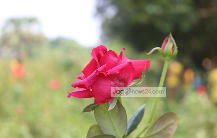 স্থানীয় গোলাপচাষি জব্বার হোসেন বলেন, গ্রামের অধিকাংশ মানুষের সংসার চলে গোলাপ বিক্রি করে। গোলাপ বিক্রি করে লাভও মোটামুটি সন্তোষজনক। ছবি : আব্দুর রাজ্জাক সরকার