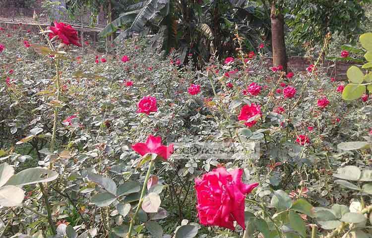 জব্বার হোসেন আরো জানান, প্রতিদিন বিকেল হওয়ার একটু আগে থেকে বাগান থেকে গোলাপ ফুল তোলার কাজ শুরু হয়। ছবি : আব্দুর রাজ্জাক সরকার