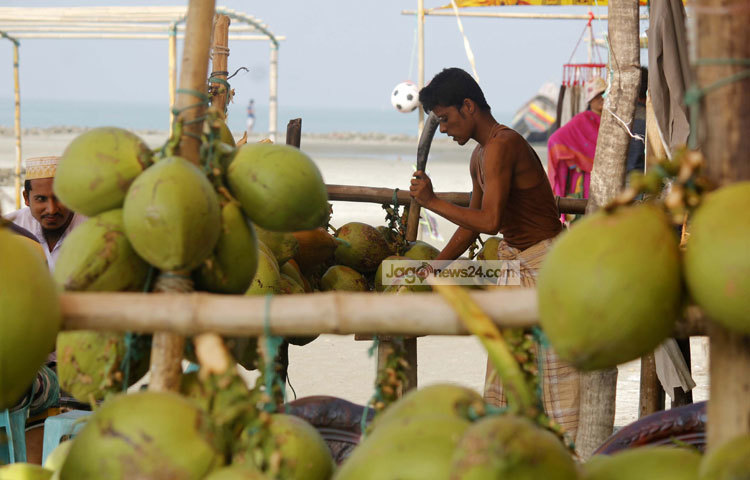 সেন্টমার্টিনে প্রচুর নারিকেল গাছ রয়েছে। এখানে ভ্রমণ করতে আসা পর্যটকরা ডাবের স্বাদ নিতে ভুল করেন না। ছবি : মাহবুব আলম