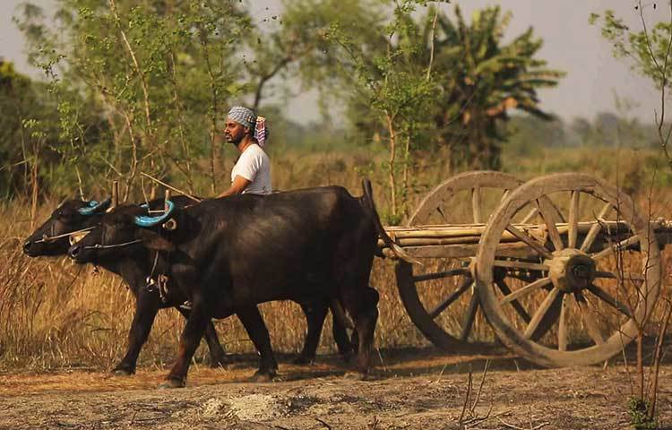 মানিকগঞ্জের একটি চরে &lsquo;মইষাল&rsquo; নাটকের শুটিং হয়েছে। এ নাটকে সজল-প্রভাসহ আরো অভিনয় করেছেন ওমর আয়াজ, শিল্পী সরকার প্রমুখ।