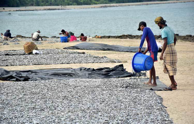 দেশের অন্যতম পর্যটন এলাকা সেন্টমার্টিনের ছেড়াদ্বীপে এখন শুঁটকি সংগ্রহের মৌসুম চলছে। ছবি : মাহবুব আলম