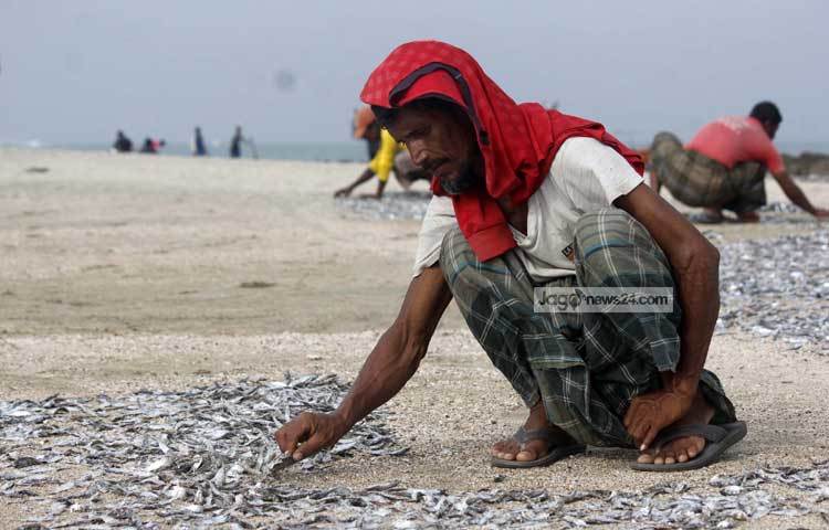 সকাল-সন্ধ্যা শুঁটকি তৈরির কাছে ব্যস্ত ছেড়াদ্বীপ এলাকার মৎস্যজীবীরা। ছবি : মাহবুব আলম