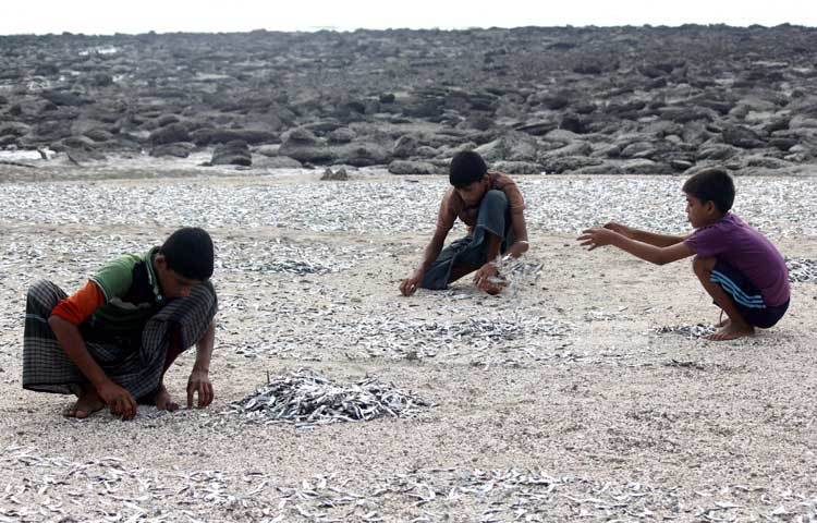 শুঁটকি তৈরির কাজে ব্যস্ত শিশুরা। জীবীকা নির্বাহের জন্য এ সব শিশুরা শুঁটকি তৈরির কাজে নিয়োজিত। ছবি : মাহবুব আলম