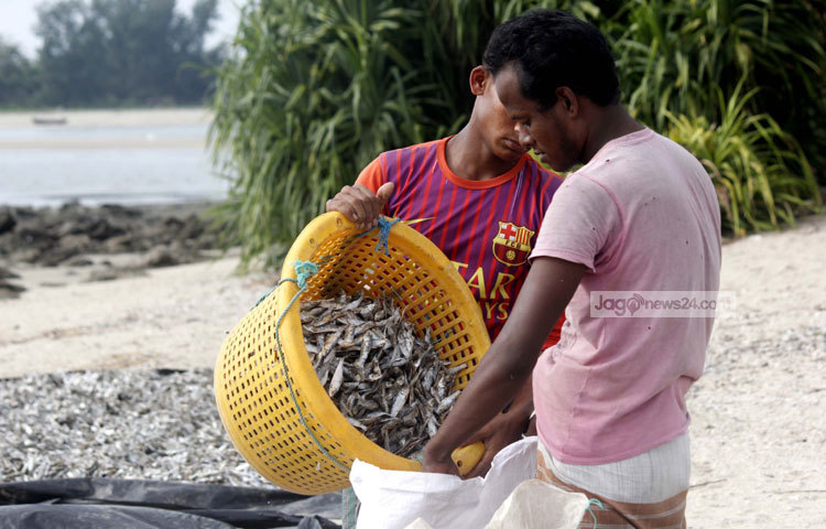 শুঁটকি বাজারজাত করার জন্য বস্তাবন্দি করা হচ্ছে। দেশের বিভিন্ন বাজারে এ শুঁটকি বিক্রি করা হয়ে থাকে। ছবি : মাহবুব আলম