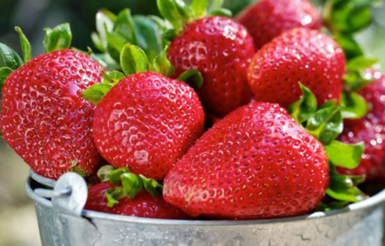 স্ট্রবেরি : ভিটামিন সি ভরপুর হওয়ার কারণে স্ট্রবেরি ত্বকের বলিরেখা দূর করতে সাহায্য করে।