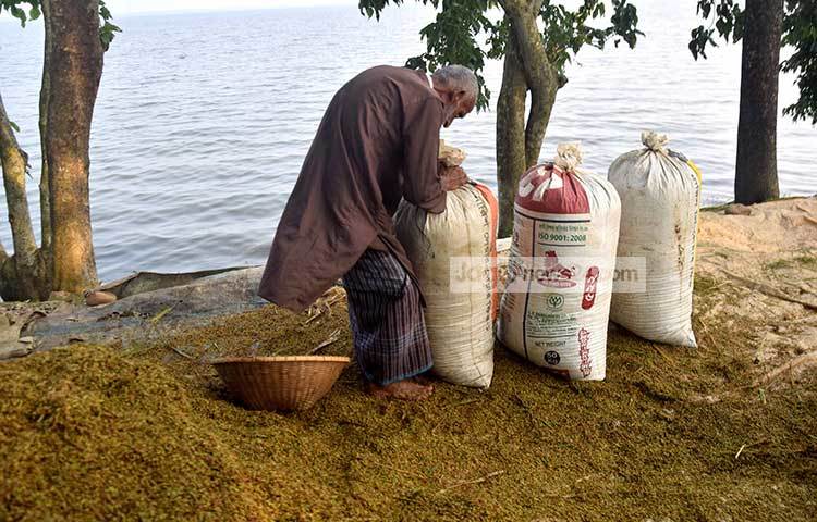 কাঁচা ধান মাড়াই করে তা বস্তাবন্দিও করছেন বৃদ্ধ কৃষক। ছবি : মাহবুব আলম