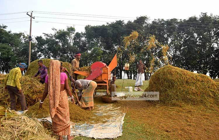 ধানের দেখা মিলছে বটে, তবে তাতে রূপ মিলছে না। সোনার ধানে সোনার রূপ নেই। সবুজ রঙই ভর করে আছে তাতে। ছবি : মাহবুব আলম