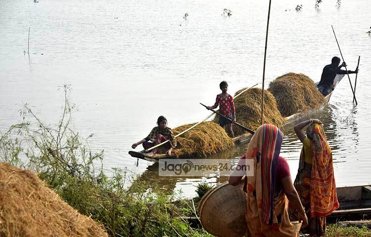 বাসুদেব নামের এক চাষী বলেন, &lsquo;তেল-সার খরচ করে কেউ এমন সবুজ ধান কাটে? কষ্টে বুক ফেটে যাচ্ছে। এ ধান থেকে কিছুই হবে না। এ চালের ভাতও খাওয়া যাবে না।&rsquo; ছবি : মাহবুব আলম