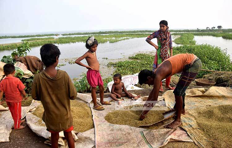 পরিবারের সব সদস্যদের নিয়ে কাঁচা ধান মাড়াই শেষে সংরক্ষণ করছেন এই কৃষক। ছবি : মাহবুব আলম