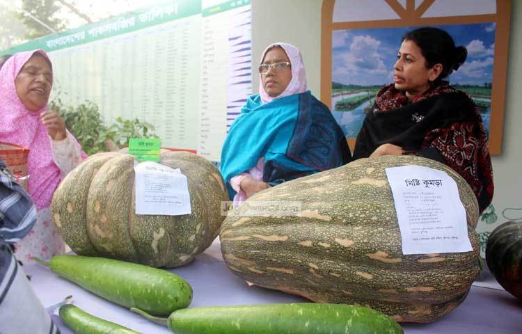 বিশাল আকৃতির কুমড়া। ছবি : বিপ্লব দিক্ষিৎ