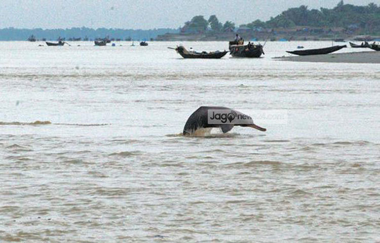 অক্সিজেন গ্রহণ করার জন্য লাফ-ঝাফ করছে শুশুক। সম্প্রতি খুলনা রূপসা নদী থেকে এ ছবি তুলেছেন আলোকচিত্রী বিপ্লব দিক্ষিৎ