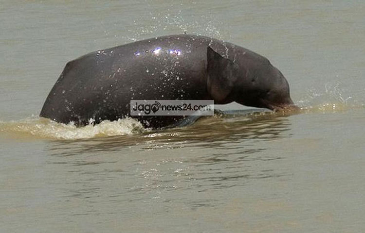 শুশুকের জন্ম ও বসবাস পানিতে হলেও মাঝে মধ্যে ডাঙার মানুষকে এভাবে দেখা দেয়। ছবি : বিপ্লব দিক্ষিৎ