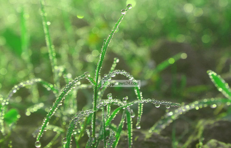 ঘাসের উপর জমেছে শিশির বিন্দু। তার গায়ে রোদ পড়ে জ্বলজ্বল করছে। ছবি : বিপ্লব দিক্ষিৎ