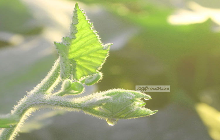 শিশিরে ভিজে আছে লাউগাছের কচি এই ডগাটি। ছবি : বিপ্লব দিক্ষিৎ