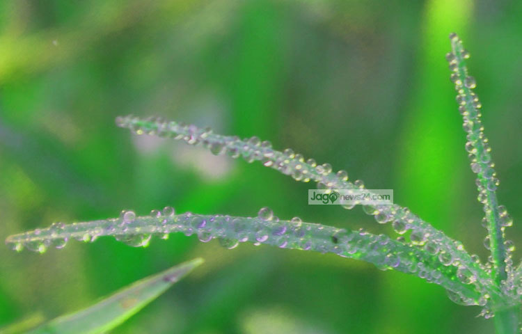 শিশির ভেজা ঘাসের ডগাটি দেখতে ভীষণ সুন্দর লাগছে। শীতের শিশিরে ভিজে প্রকৃতি মায়াময় লাগছে। ছবি : বিপ্লব দিক্ষিৎ