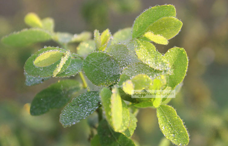 শিশির ভেজা এই গাছের পাতাগুলোতে মনে হচ্ছে হালকা বরফ জমেছে। ছবি : বিপ্লব দিক্ষিৎ