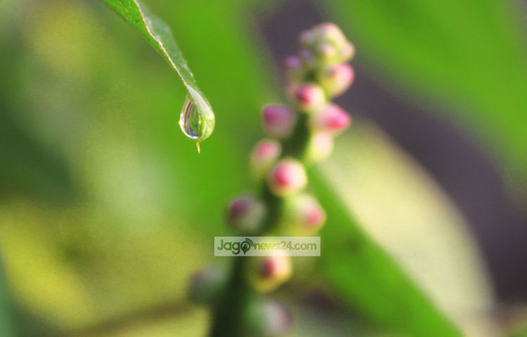 সত্যিই চোখজুড়ানো দৃশ্য। শিশির বিন্দু যেন প্রকৃতির বুকে টিপ পরিয়ে দিয়েছে। ছবি : বিপ্লব দিক্ষিৎ