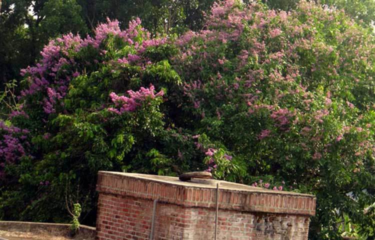 কিন্তু গ্রীষ্মেও প্রচণ্ড খরতাপের মাঝে একটু শান্তির পরশ বোলানো বেগুনি রঙের বিচ্ছুরণ ছড়ানো নয়নাভিরাম জারুল। ছবি : ফেরদাউসুর রহমান সোহাগ