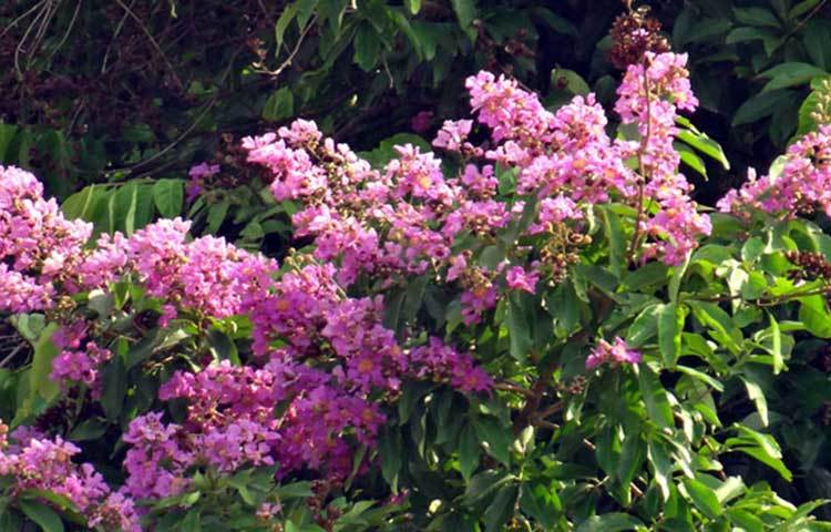 গ্রীষ্মের কৃষ্ণচূড়ার রক্তিম আভা, জারুলের বেগুনি পাপড়ির নমনীয় কোমলতা আর দৃষ্টিনন্দন বর্ণোচ্ছটা নিয়ে প্রকৃতিকে আরো সুন্দর করে সাজিয়ে তোলে। ছবি : ফেরদাউসুর রহমান সোহাগ