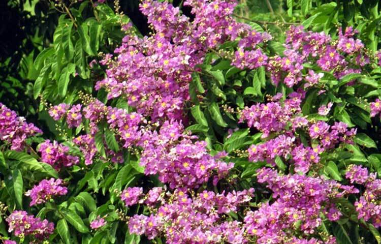 বিশ্ববিদ্যালয়ের বঙ্গবন্ধু শেখ মুজিবুর রহমান হলের ডাইনিং সংলগ্ন অন্তত ১১টি গাছে ফুটেছে গ্রীষ্মের শ্রেষ্ঠ উপহার জারুল ফুল। ছবি : ফেরদাউসুর রহমান সোহাগ