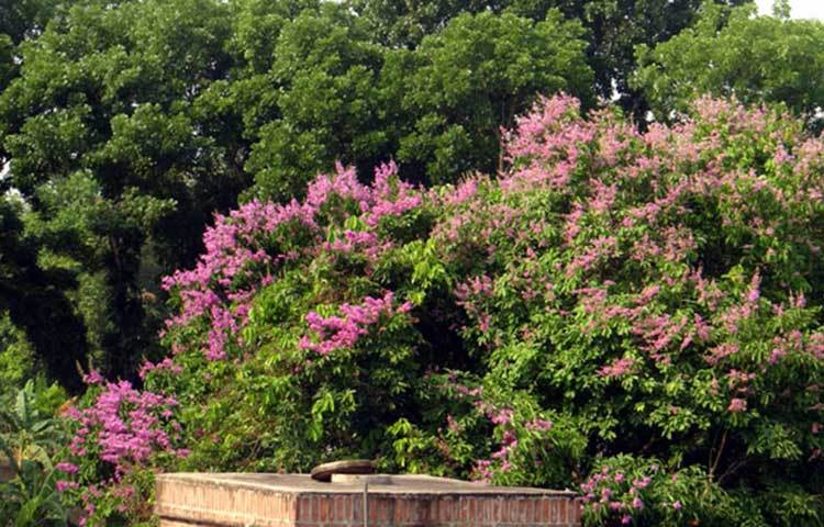 প্রকৃতির অপার সৌন্দর্যের আধার এই জারুল ফুলটির নাম জানেন না আজকের প্রজন্মের অনেকে। ছবি : ফেরদাউসুর রহমান সোহাগ