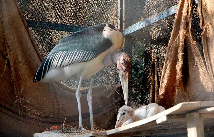 চিড়িয়াখানা বিভিন্ন প্রজাতির পশুপাখি দেখে প্রাণিজগত সম্পর্কে একটা ধারণা তৈরি হবে। ছবি : মাহবুব আলম
