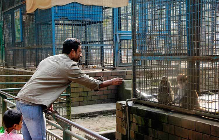 শিশুকে আনন্দ দেওয়ার জন্য বানরের সঙ্গে খেলা করছেন এই অভিভাবক। ছবি : মাহবুব আলম