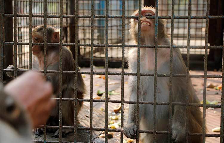 খাঁচার ভেতর ভেংচি কাটছে বানর। ছবি : মাহবুব আলম