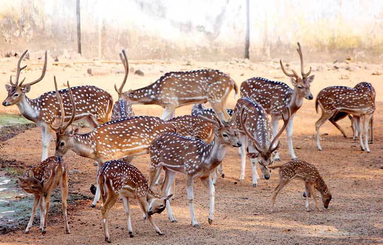 চিড়িয়াখানা গেলে মায়াবী চোখের হরিণ দেখে আসতে কেউ ভুল করে না। ছবি : মাহবুব আলম