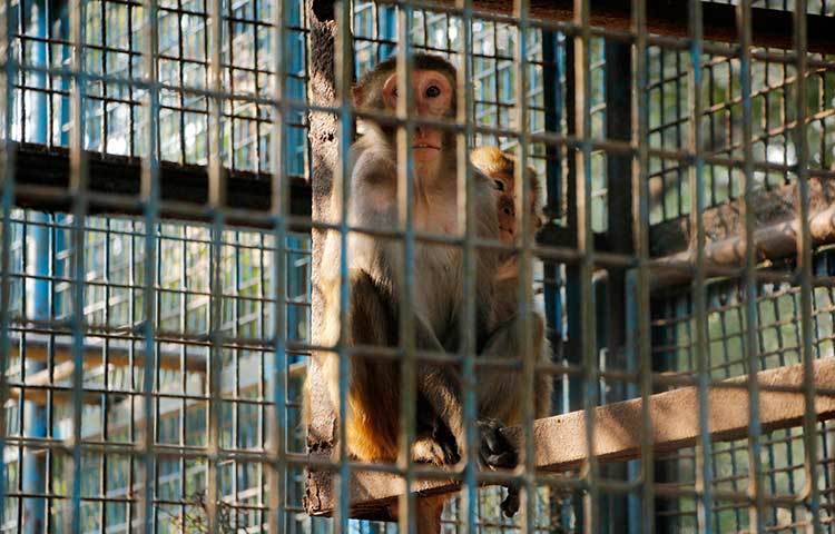 অবাক চোখে কী দেখছে বানরটি! বানরটিকে দেখতে আসা দর্শনার্থীদের বিস্ময়ে দেখছে বোধ হয়। ছবি : মাহবুব আলম
