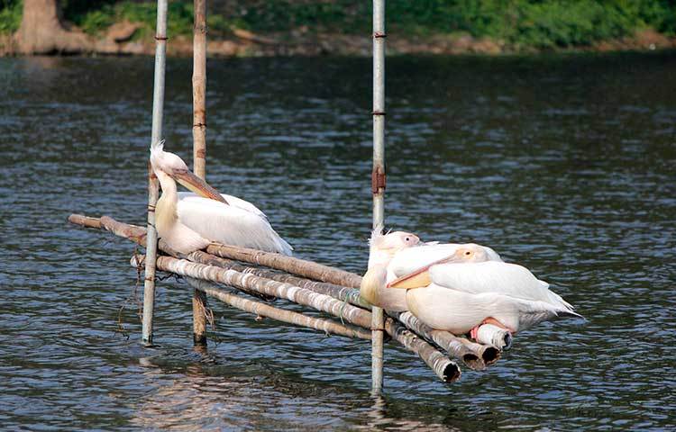 মনের সুখে ঘুমিয়ে আছে সারস। ছবি : মাহবুব আলম