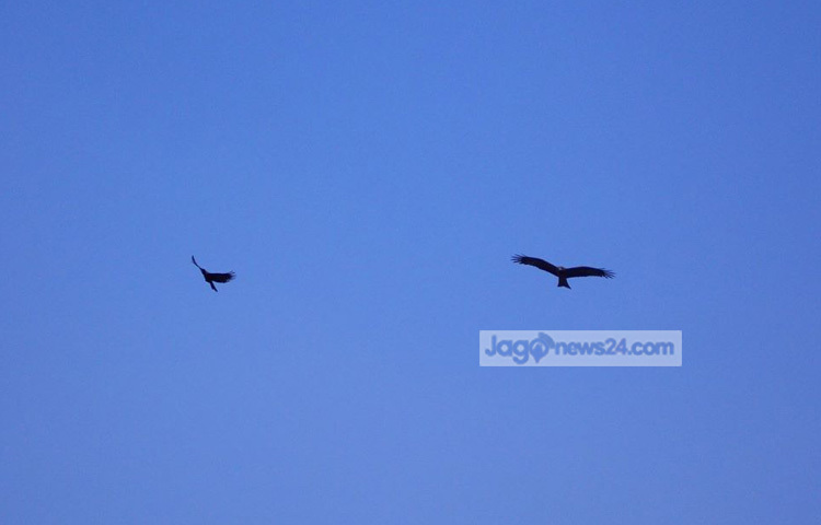 তবে সুকান্ত চিলকে তার কবিতায় রূপক অর্থে ব্যবহার করেছেন। &lsquo;চিল&rsquo; কবিতায় তিনি লিছেন, &lsquo;পথ চলতে চলতে হঠাৎ দেখালাম ফুটপাতে মরা এক চিল!&rsquo; ছবি : রবিউল ইসলাম পলাশ