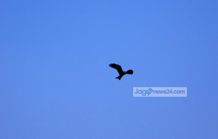 রূপসী বাংলার কবি জীবনানন্দ দাশ চিলকে তার কবিতায় অনবদ্য ভঙ্গিমায় উপস্থাপন করেছেন। কবিতায় তিনি চিল নিয়ে লিখেছেন, &lsquo;হায় চিল, সোনালী ডাঙার চিল&rsquo;। ছবি : রবিউল ইসলাম পলাশ