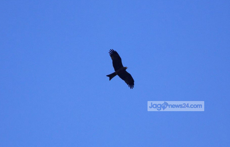 চিল শিকারী পাখি। এদের ডানাদুটি বেশ দীর্ঘ এবং পা দুর্বল ও খাটো। ছবি : রবিউল ইসলাম পলাশ