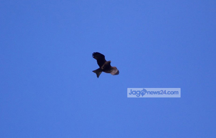 চিলের দৃষ্টিশক্তি খুবই প্রখর। শিকার খোঁজে এরা আকাশে ডানা স্থির রেখে চক্রাকারে ঘুরপাক খায়। ছবি : রবিউল ইসলাম পলাশ